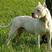 纯种阿根廷杜高犬幼犬活体猎犬幼崽家养护卫狩猎杜高犬大型犬