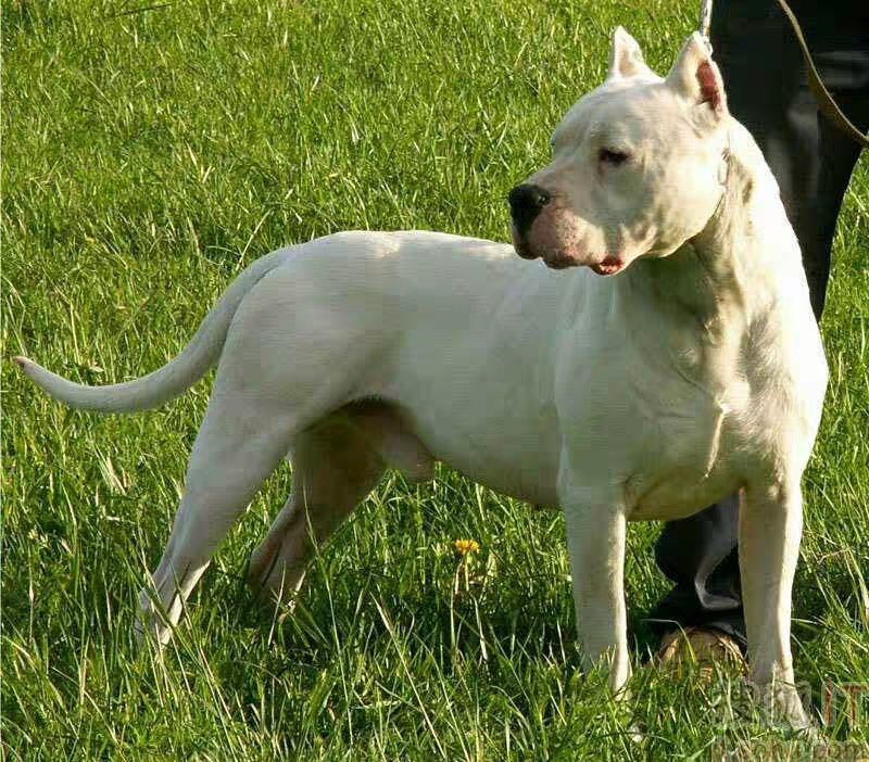 纯种阿根廷杜高犬幼犬活体猎犬幼崽家养护卫狩猎杜高犬大型犬