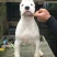 纯种阿根廷杜高犬幼犬活体猎犬幼崽家养护卫狩猎杜高犬大型犬