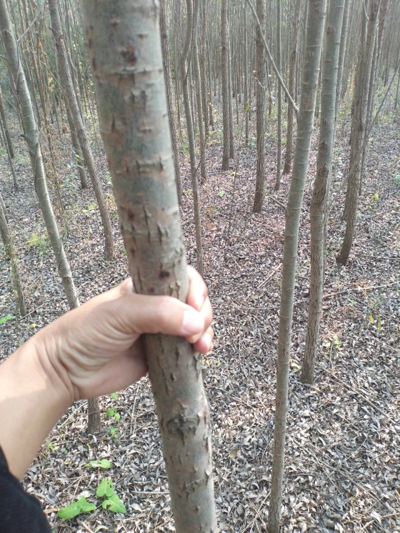 柳树直柳竹柳旱柳苗圃金蝉养殖树行道树农村绿化树