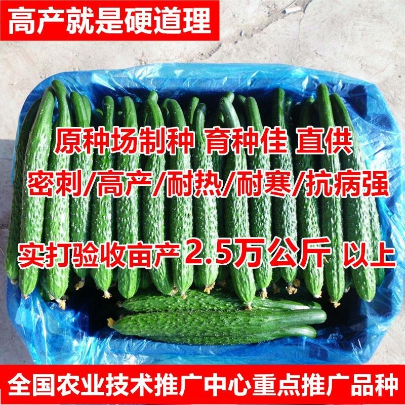 【耐寒先锋】杂交黄瓜种子耐低温耐弱光高产抗病大田基地用种