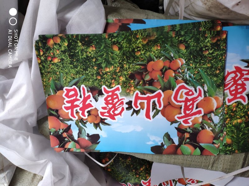 高山蜜橘