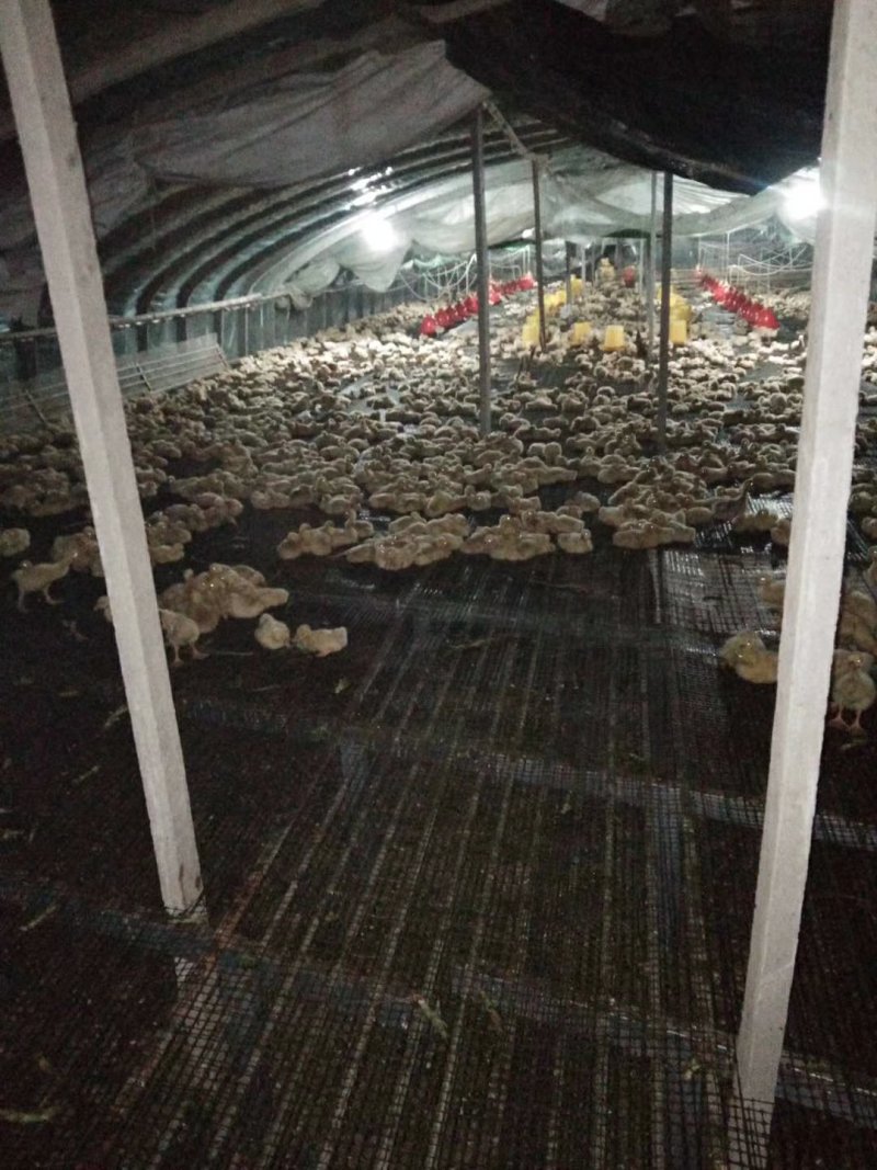 抗晒圈地塑料养殖网鸡鸭鹅脚踏网漏粪板菜园围栏网6-7年