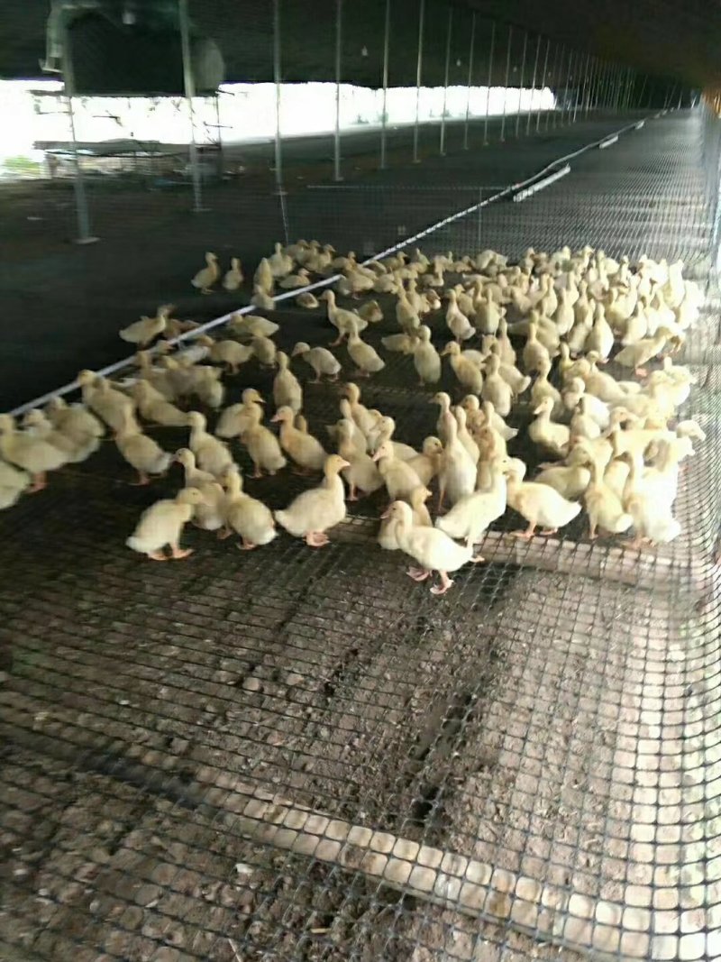 抗晒圈地塑料养殖网鸡鸭鹅脚踏网漏粪板菜园围栏网6-7年