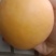 【有好货】新品种离核黄肉大油桃高糖度保纯保质保存活包技术