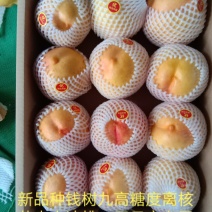 桃树苗，新品种高糖度离核黄肉大油桃包成活以及技术指导
