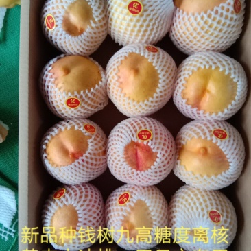 桃树苗，新品种高糖度离核黄肉大油桃包成活以及技术指导