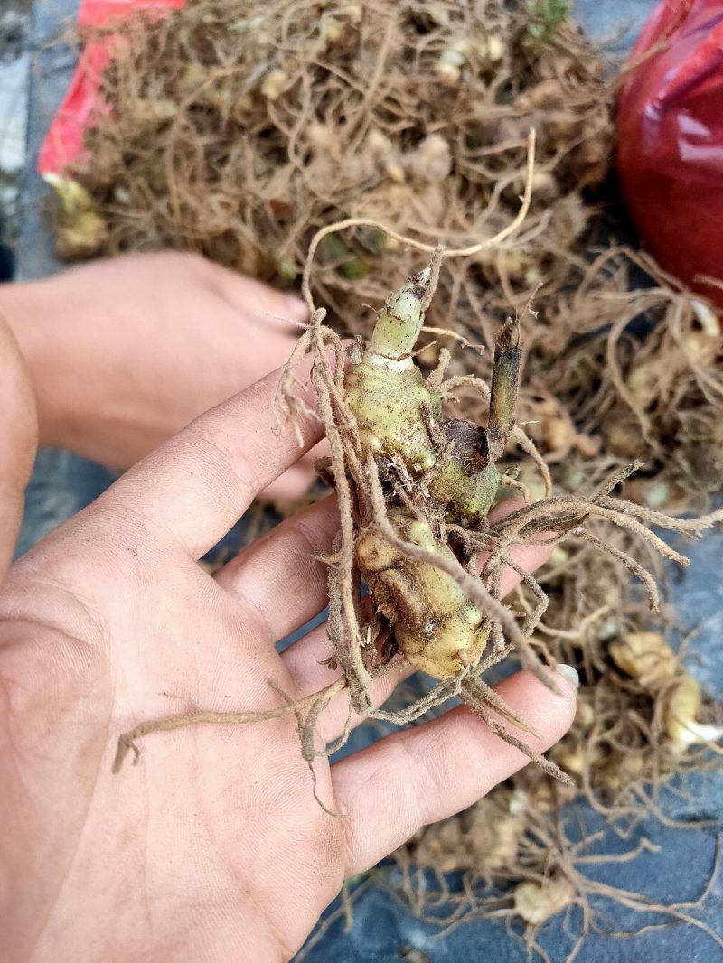 多花姜型黄精种苗，块茎