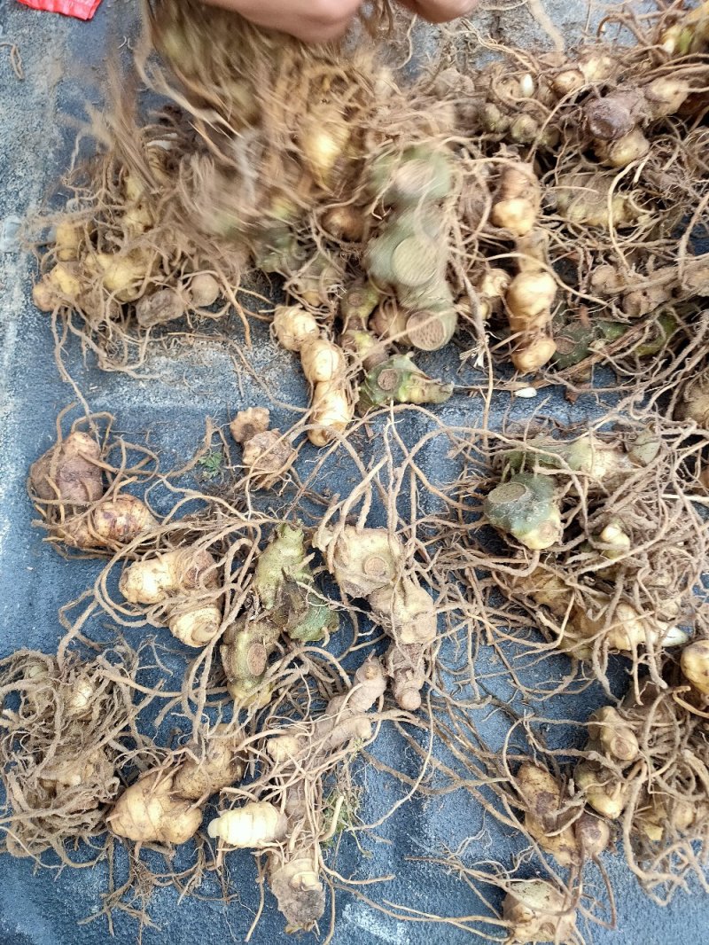 多花姜型黄精种苗，块茎