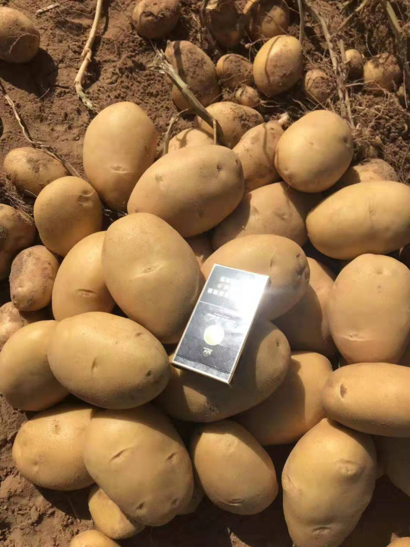 新鲜现挖陇七v7希森6黄心土豆基地直供纯沙地