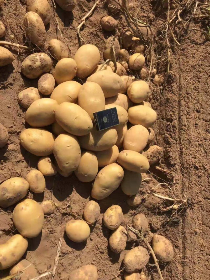 新鲜现挖陇七v7希森6黄心土豆基地直供纯沙地