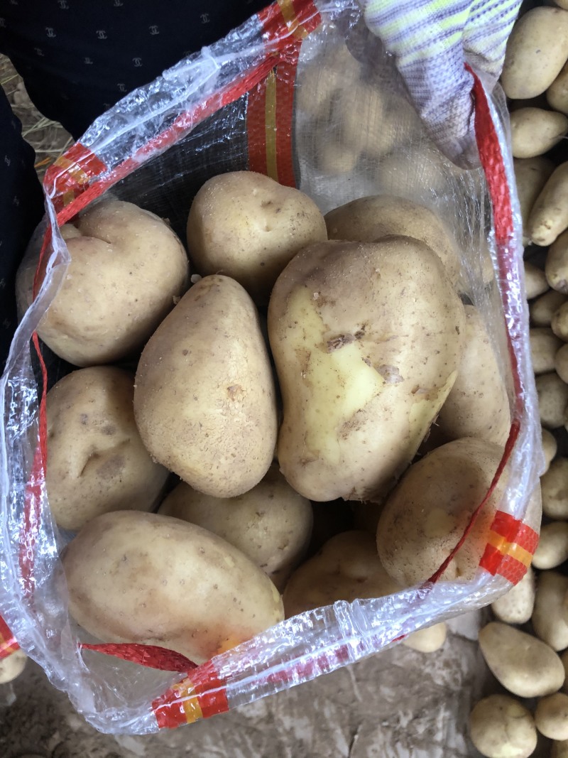 新鲜现挖陇七v7希森6黄心土豆基地直供纯沙地