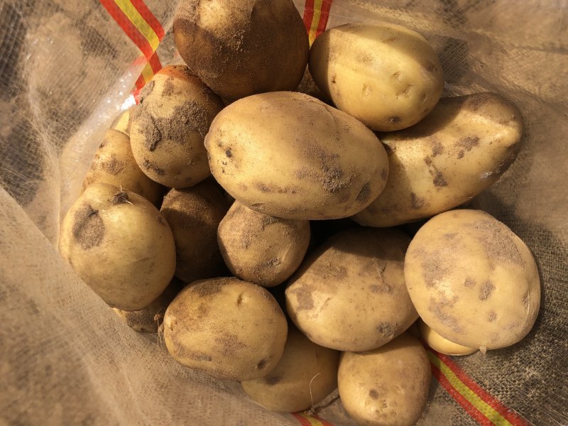 新鲜现挖陇七v7希森6黄心土豆基地直供纯沙地