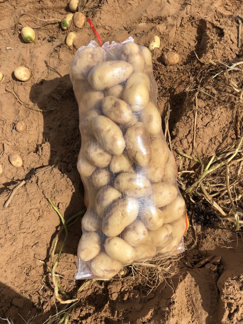 新鲜现挖陇七v7希森6黄心土豆基地直供纯沙地