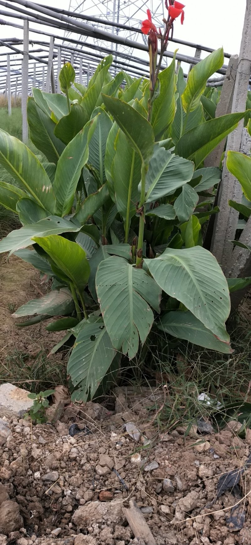 美人蕉