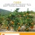 东江湖清江蜜橘(代收、电商合作)