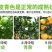 东江湖清江蜜橘(代收、电商合作)