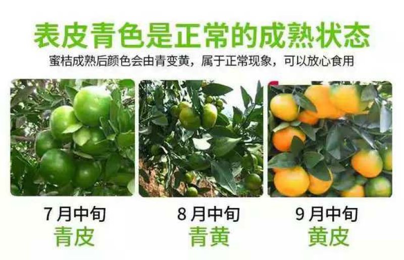 东江湖清江蜜橘(代收、电商合作)