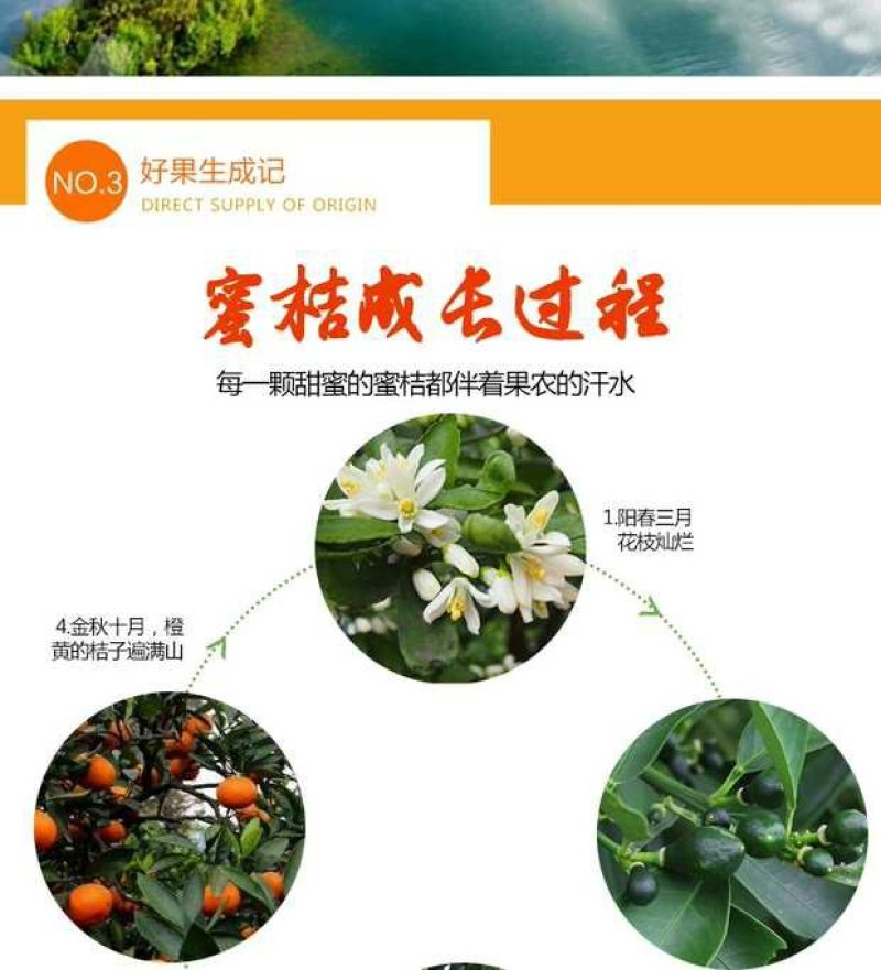 东江湖清江蜜橘(代收、电商合作)
