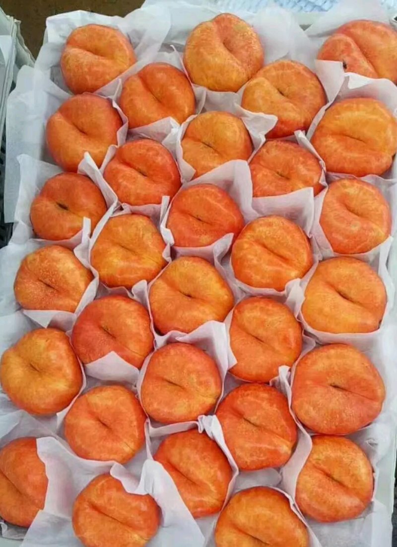 油蟠7桃苗，大量有货