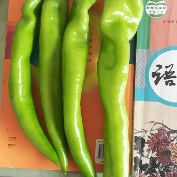 黄皮尖椒
