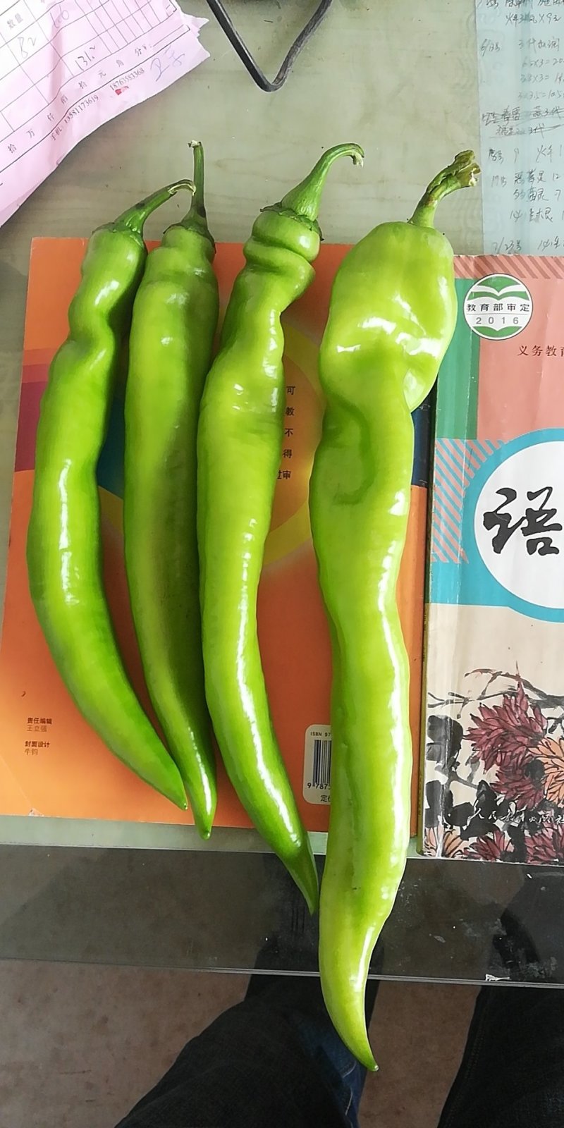 黄皮尖椒