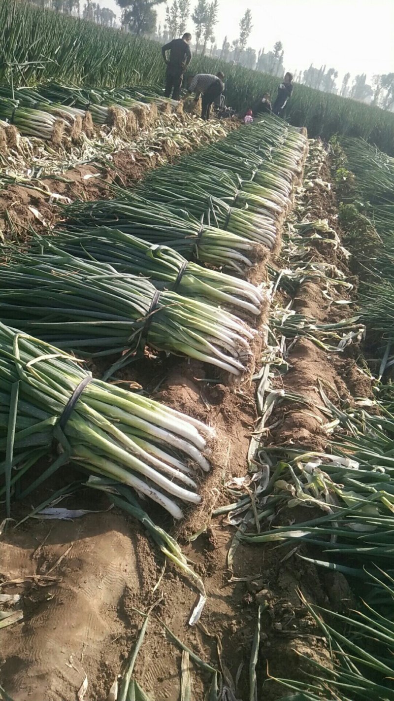 山西省文水县大葱大量供应，质优价廉。