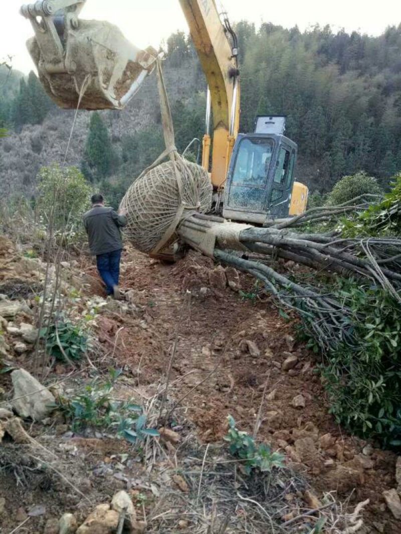 独杆丛生大桂花树2O公分一8O公分自己苗地发货物美廉价