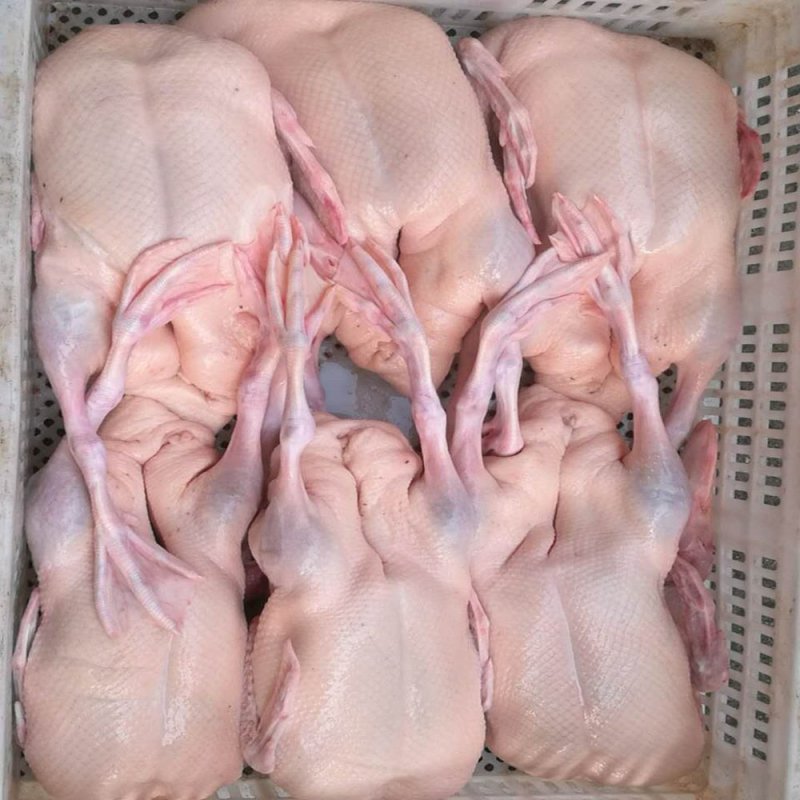 白条鸭