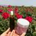 食用玫瑰苗，滇红、墨红、金边、大马士革、品种齐全全国发货
