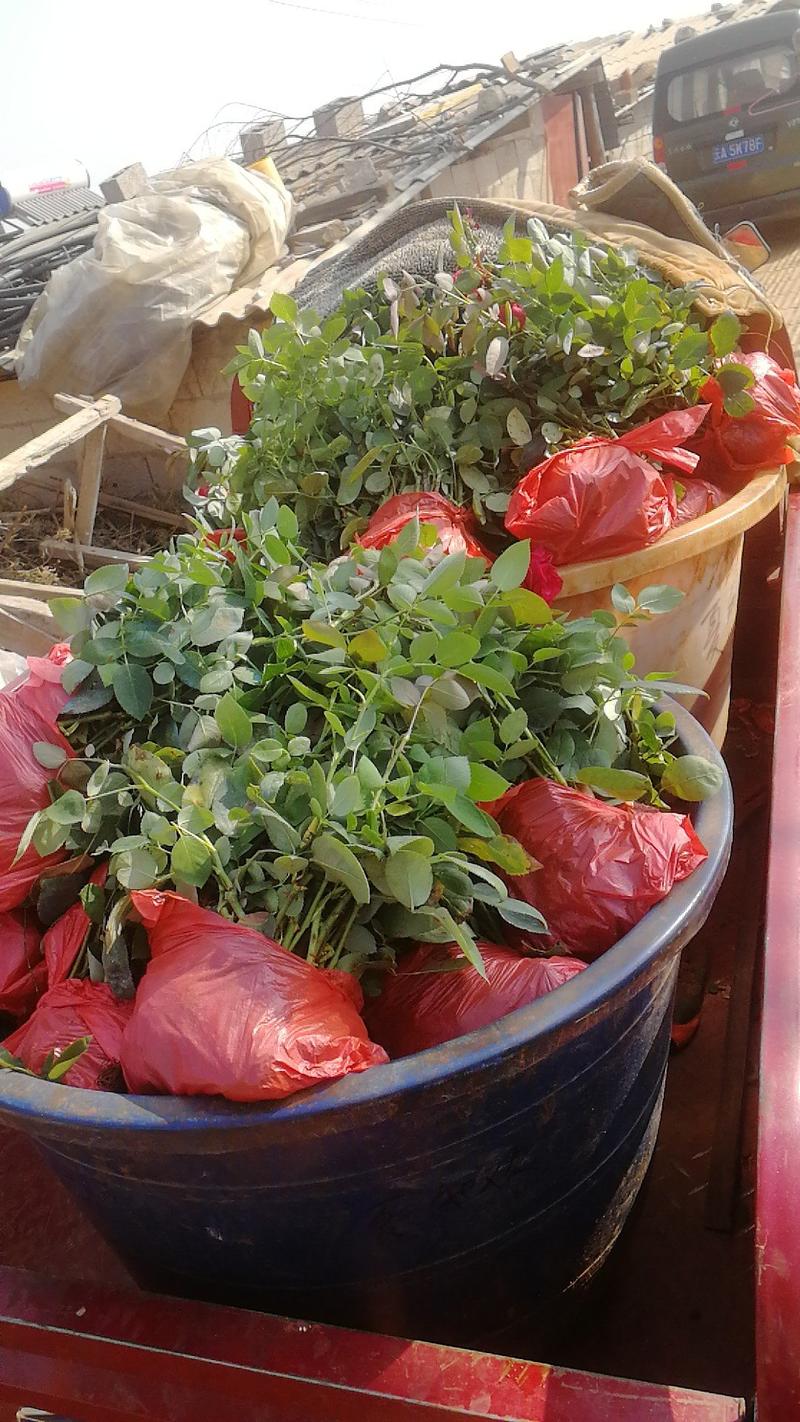 食用玫瑰苗，滇红、墨红、金边、大马士革、品种齐全全国发货