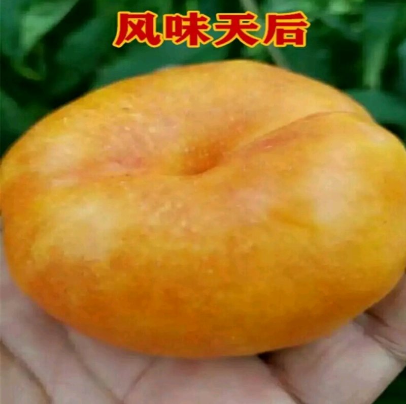 山东烟台脱毒蟠桃苗，油蟠苗黄桃苗等