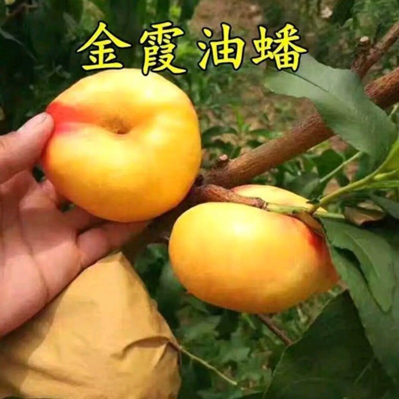 山东烟台脱毒蟠桃苗，油蟠苗黄桃苗等