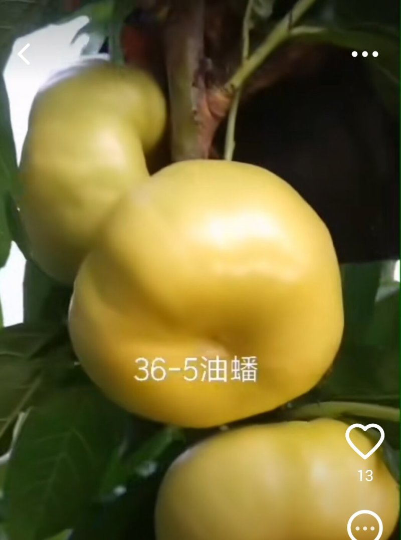 山东烟台脱毒蟠桃苗，油蟠苗黄桃苗等