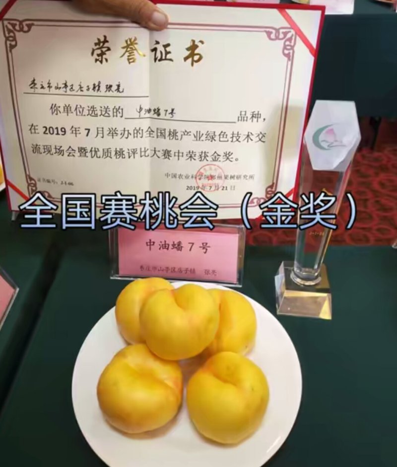 山东烟台脱毒蟠桃苗，油蟠苗黄桃苗等