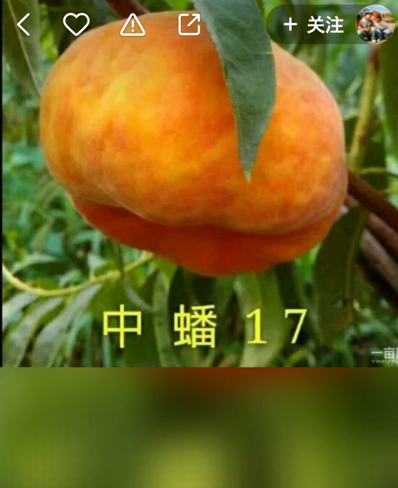 山东烟台脱毒蟠桃苗，油蟠苗黄桃苗等
