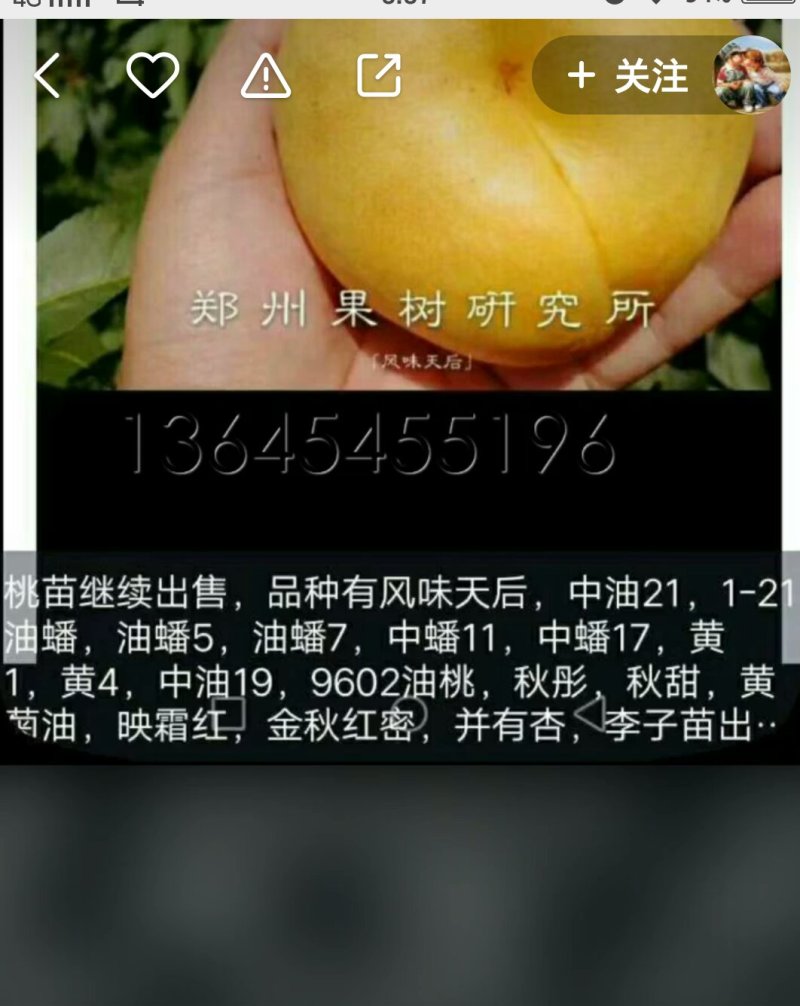 山东烟台脱毒蟠桃苗，油蟠苗黄桃苗等