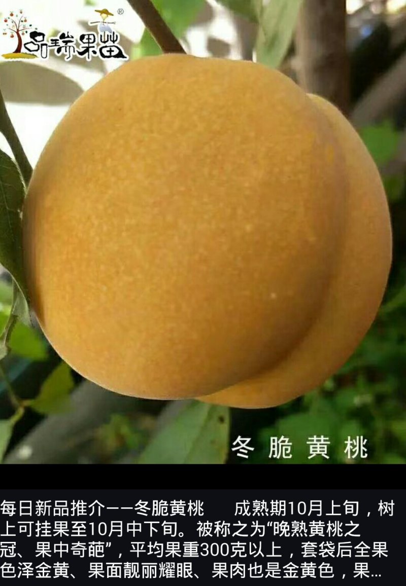 山东烟台脱毒蟠桃苗，油蟠苗黄桃苗等