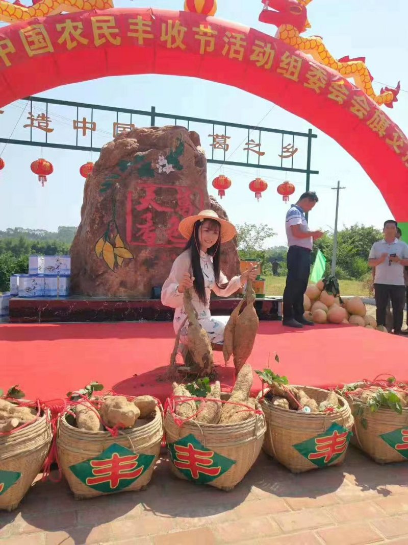 自家种植粉葛，农副产品自产自销一手货源大量有货