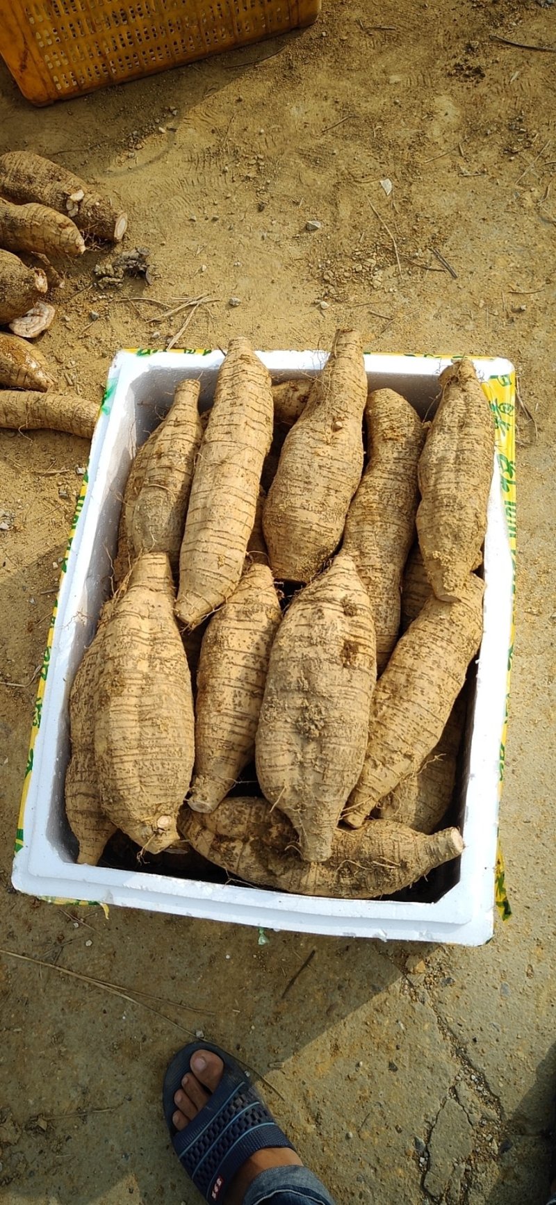 自家种植粉葛，农副产品自产自销一手货源大量有货