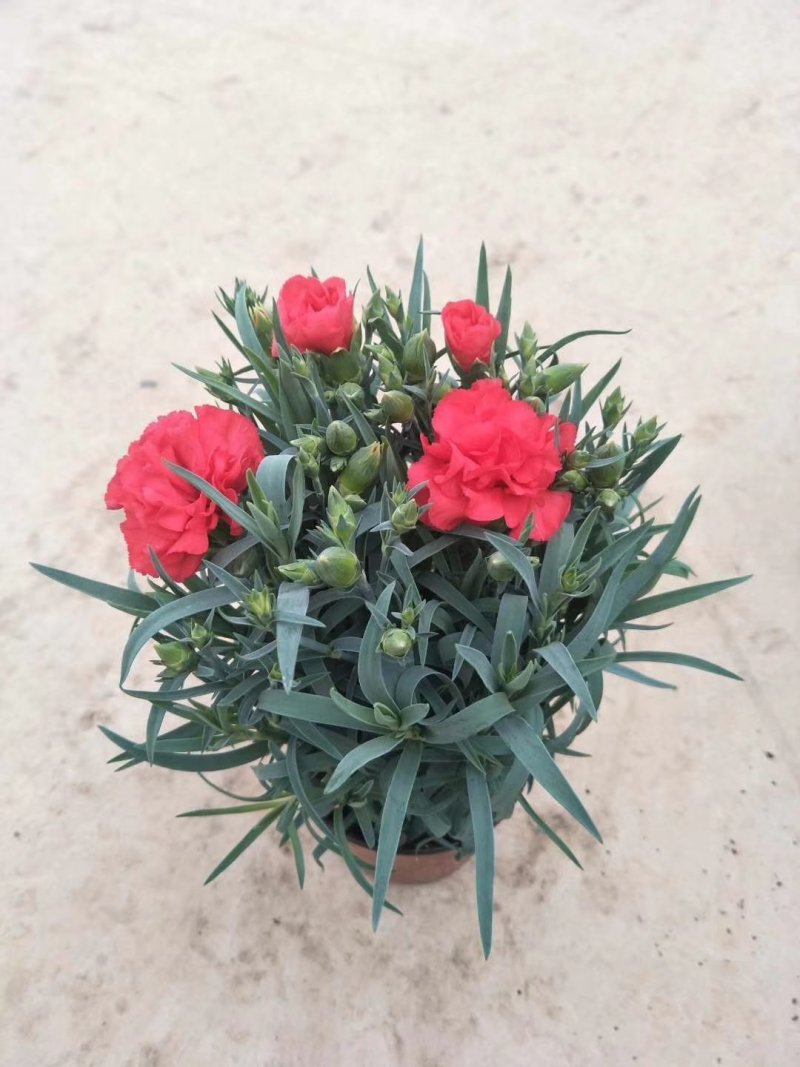 精选《康乃馨种苗》基地供货、花色齐全现挖现发、成活率高