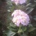 云南绣球花苗，八仙花种苗，无尽夏小苗基地直销