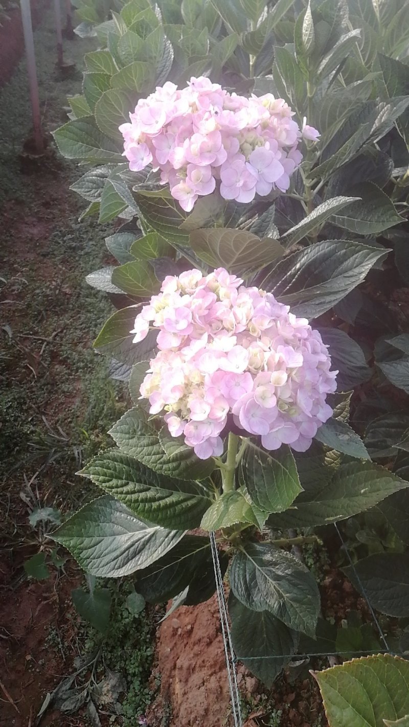 云南绣球花苗，八仙花种苗，无尽夏小苗基地直销