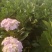 云南绣球花苗，八仙花种苗，无尽夏小苗基地直销