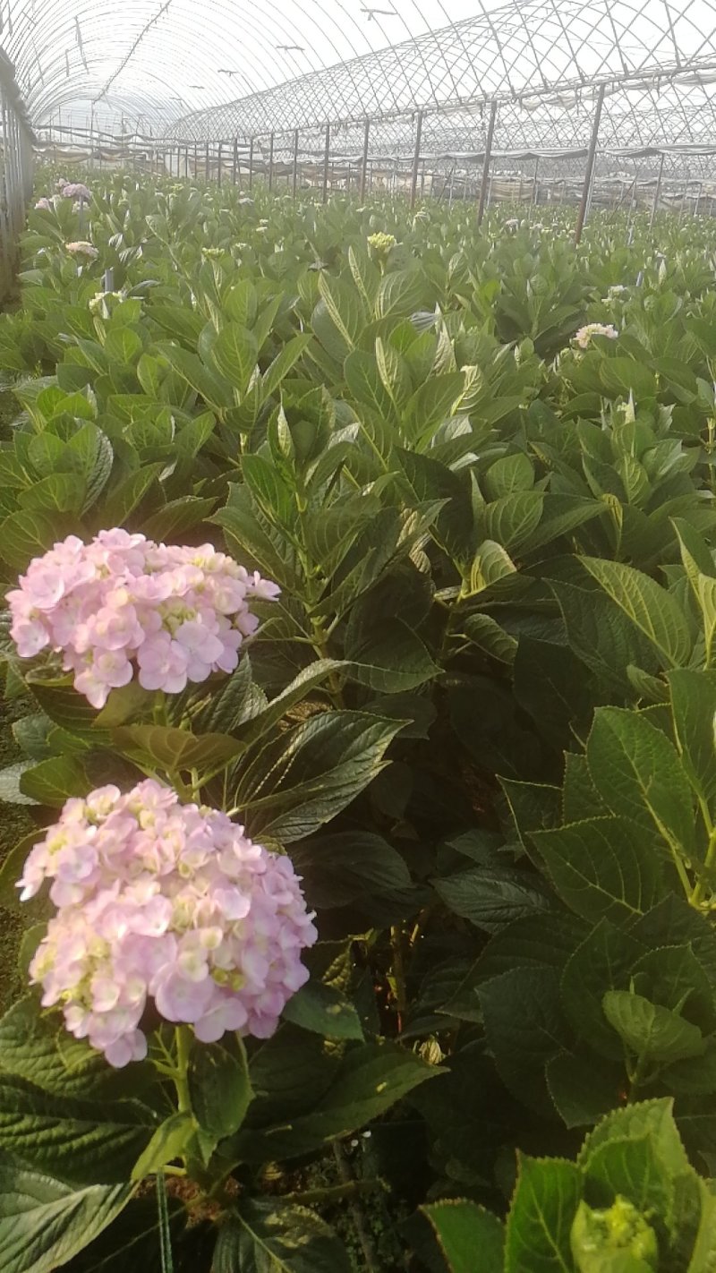 云南绣球花苗，八仙花种苗，无尽夏小苗基地直销