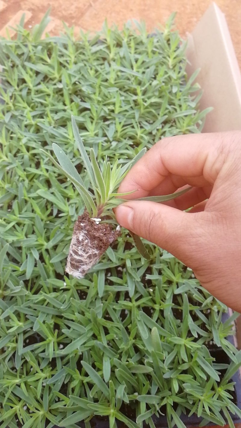 云南花卉种苗批发满天星花苗园林绿化苗木基地发货现挖