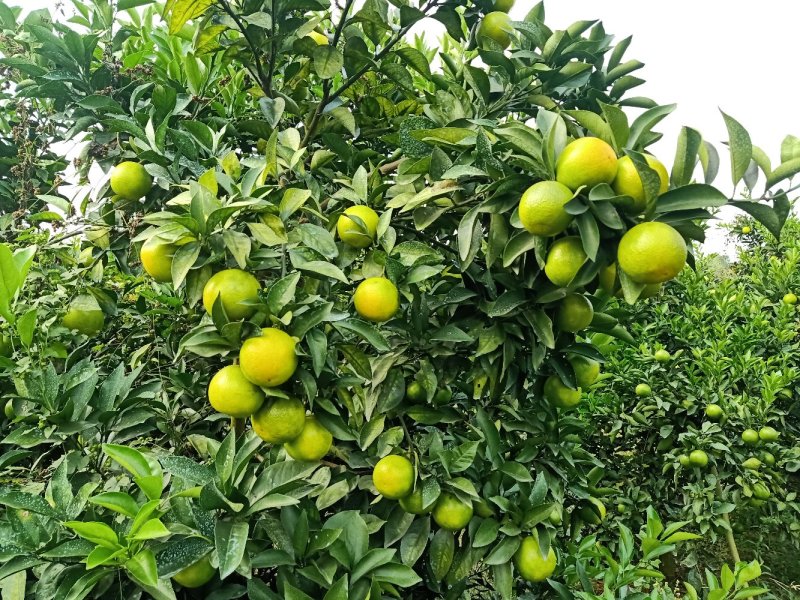 红江橙