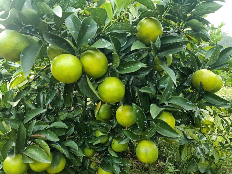 红江橙