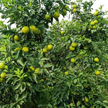 红江橙