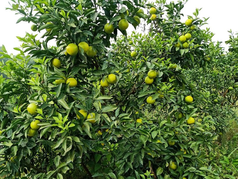 红江橙